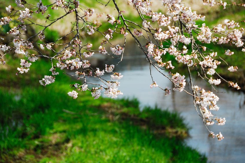 桜の木は意外と繊細であるという雑学