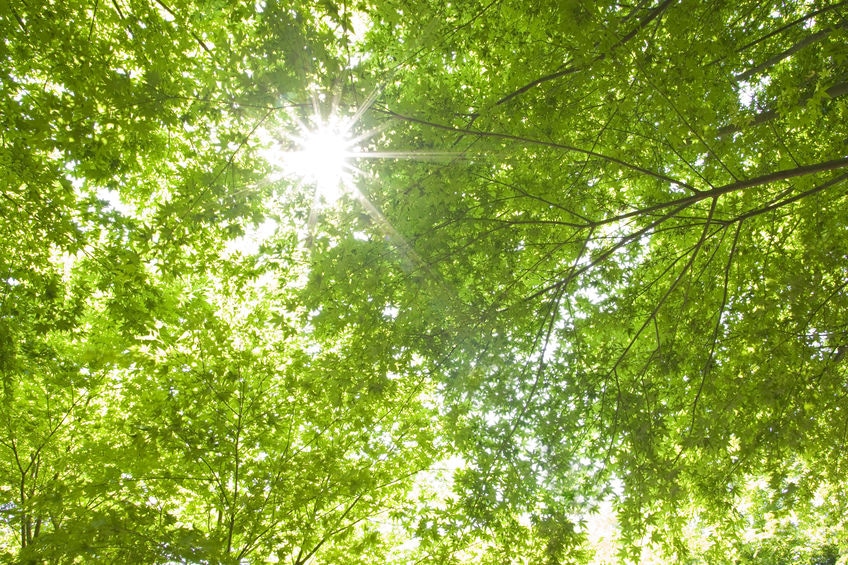「みどりの日」についての雑学まとめ