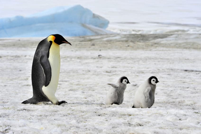 なぜ絶滅した…?ペンギンの"先祖"は"オオウミガラス"。についてのトリビアまとめ