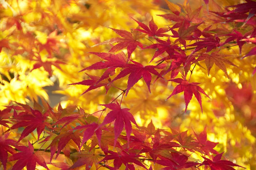 紅葉狩りは1200年頃から存在していたという雑学