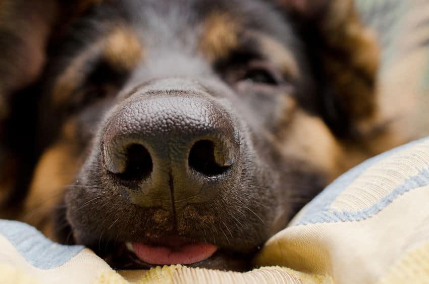 優れた嗅覚で発見!"がんのニオイ"をかぎ分ける犬がいる!というトリビアまとめ