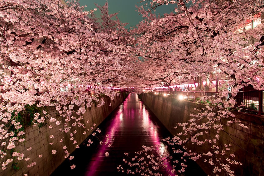 桜の開花は「400℃の法則」でも予測できるという雑学