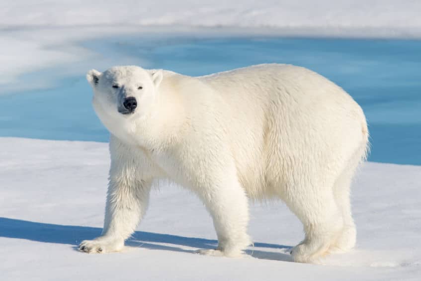 ホッキョクグマの肝臓には◯◯◯がいっぱい!というトリビア