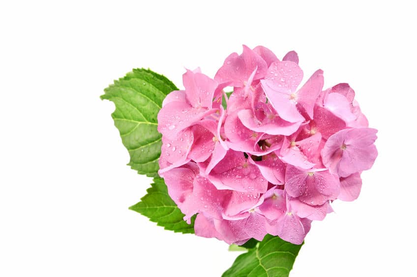ピンク色のアジサイの花言葉に関する雑学