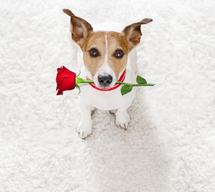 雌犬と結婚した男性についてのトリビア