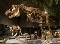 絶滅動物に関する雑学まとめ