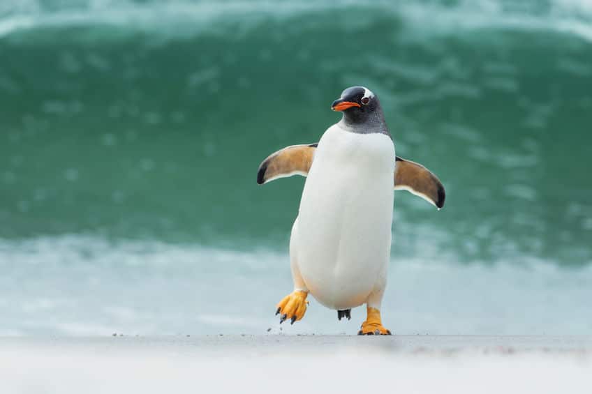 なぜ「ペンギン」は現在のペンギンのことを指すようになったのか?というトリビア