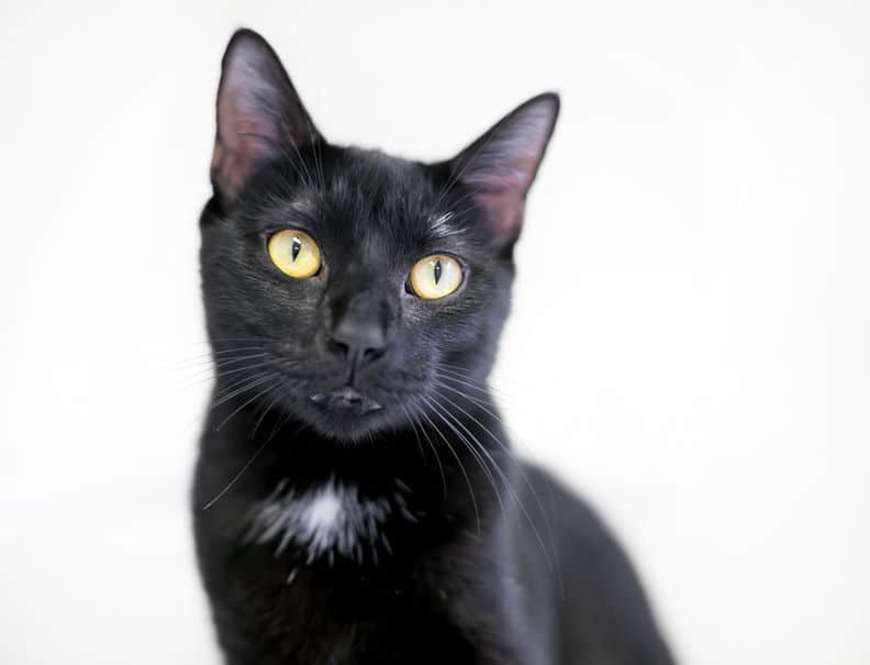 ヤマト運輸が黒猫をモチーフにした理由についてのトリビア