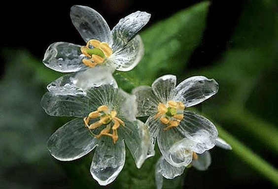 サンカヨウとはどんな花?というトリビア